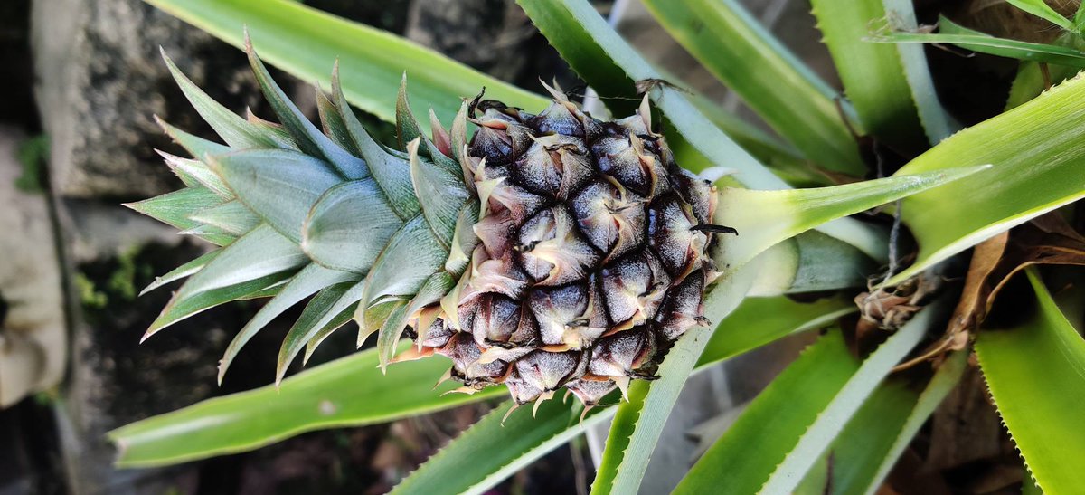 JpDelights's tweet photo. We have #pineapples!
https://t.co/mrQVDy3BU7
JP's Delights
Inspiring #Adventure ~ That's My #Jam!
#Jams #Marmalades #Chutneys #Mostardas #Compotes #Conserves #Preserves #Jellies #Confits #Konfyts #Butters #shopsmall #artisan #homemade #preserves #allaboutlocal https://t.co/vVwP09WBnl
