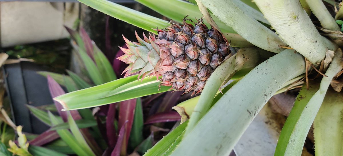 JpDelights's tweet photo. We have #pineapples!
https://t.co/mrQVDy3BU7
JP's Delights
Inspiring #Adventure ~ That's My #Jam!
#Jams #Marmalades #Chutneys #Mostardas #Compotes #Conserves #Preserves #Jellies #Confits #Konfyts #Butters #shopsmall #artisan #homemade #preserves #allaboutlocal https://t.co/vVwP09WBnl