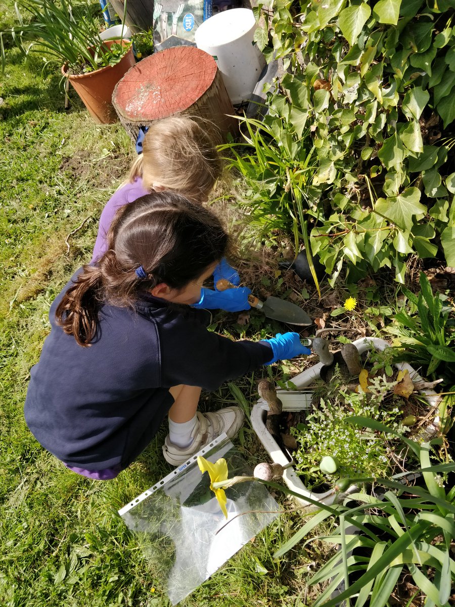 New Science topic in Year 2 today. We are learning all about plants so went out to do some weeding in the sun to help us recognise the different parts of a plant, and what each part does 🌿🌱 #Science #plantscience #outdoorlearning #plants