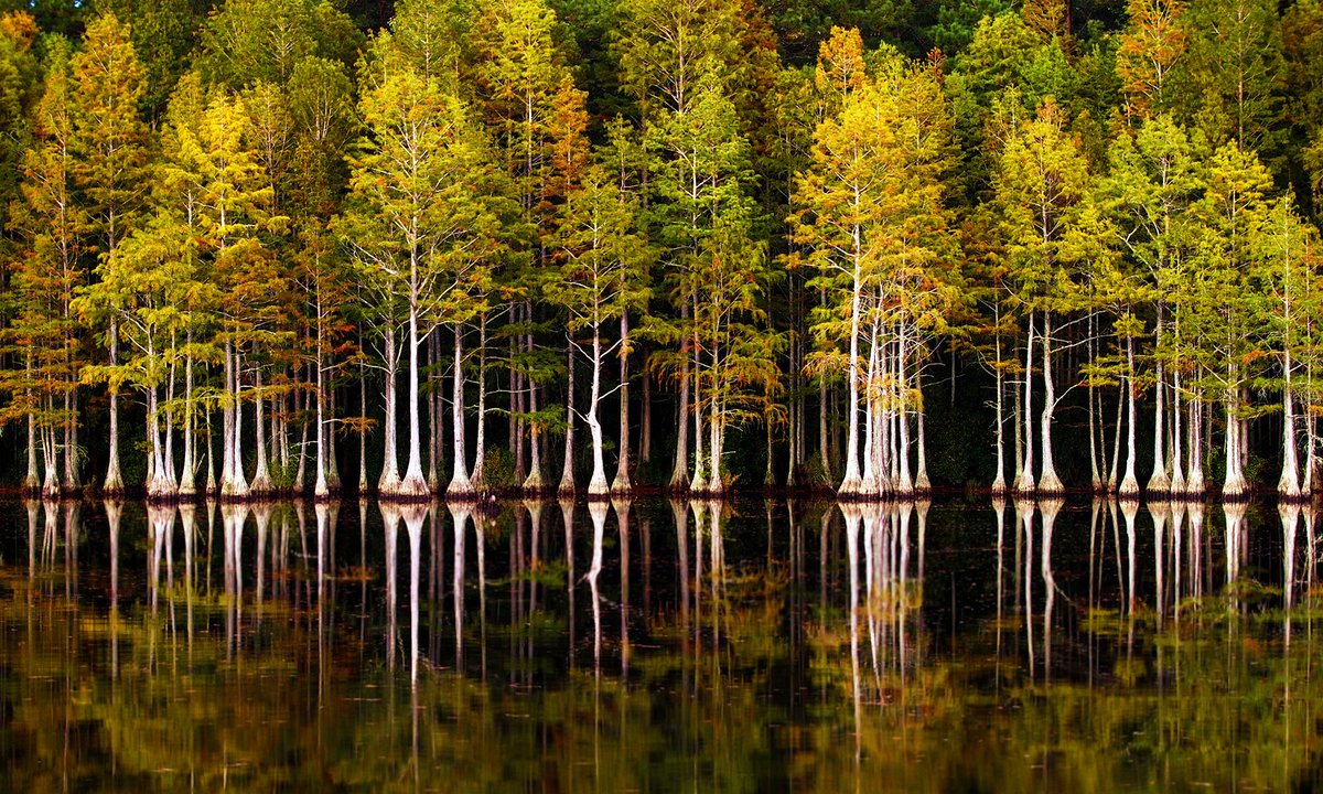 Timothee tweet media