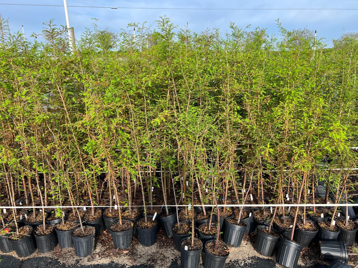 Timothee tweet media