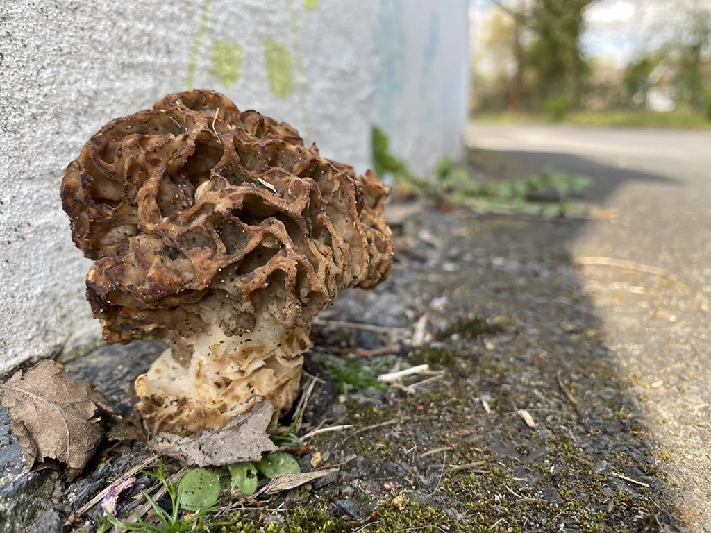 Wild_Yorkshire's tweet photo. Surprised to see this morrel growing by the edge of the pavement not far from the entrance to Coxley Woods. It is edible but I think that I’ll give this one a miss.
#morrel #fungus #naturediary
https://t.co/FAYuC9jH5y https://t.co/pJlyN6mJxr