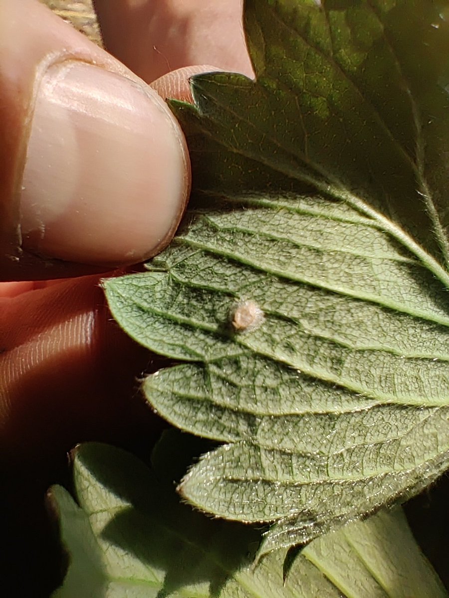 fleursdeterre's tweet photo. Voici un exemple de la lutte intégrée contre le puceron sur fraisiers, il s'est fait momifier par son prédateurs. Merci les lachés de Chrysopes et les bandes fleurie dans la serre. 👌👨‍🌾

#agriculturebiologique #lutteintégrée #fraisebio 🍓 #locavore #circuitcourt #cucuron #pertuis https://t.co/fKoELp5uvG