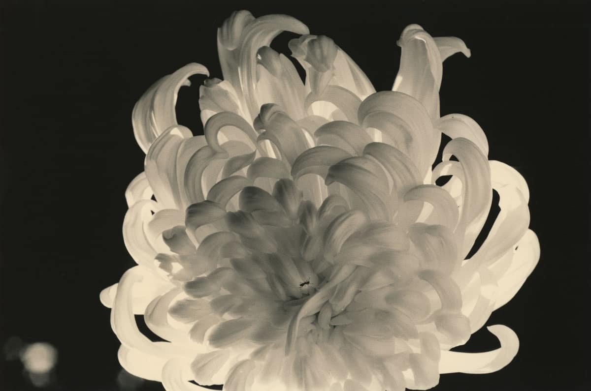 Fisheye Magazine tweet media