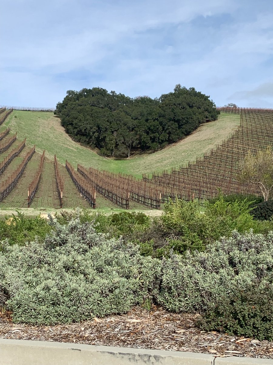 daveefreedom's tweet image. Niner vineyard in Paso Robles.