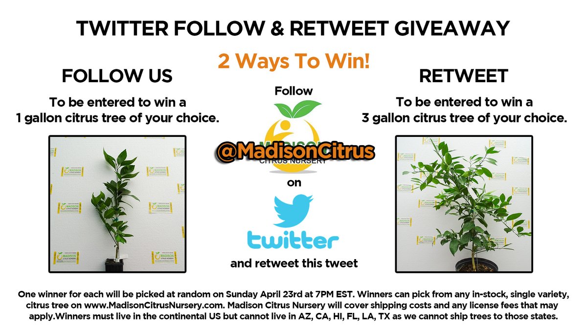 MadisonCitrus's tweet photo. Follow Us and Retweet this post for 2 ways to win our Citrus Tree Giveaway!  

Giving away a 1 Gallon Citrus Tree of your choice and a 3 Gallon Citrus Tree of your choice! 

https://t.co/SXT8Ymztb4 to see the varieties we have available.

#citrustree #citrus #madisoncitrusnursery https://t.co/g3JRZA2llE