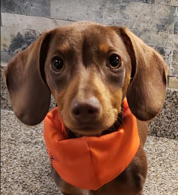 VaDOT's tweet photo. Even the #PetsOfVDOT are participating in #GoOrangeDay! 🧡 Don't forget to wear orange in support of #WorkZoneSafety. 📸 Tag @VaDOT to share your pics with us! See more pics at https://t.co/t14O2L7nLW. https://t.co/75fowyzDul