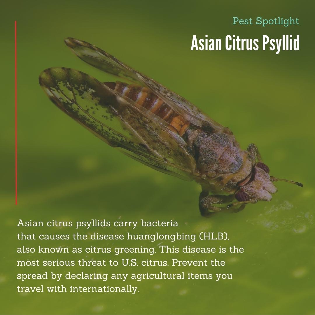 Don't Pack a Pest tweet media