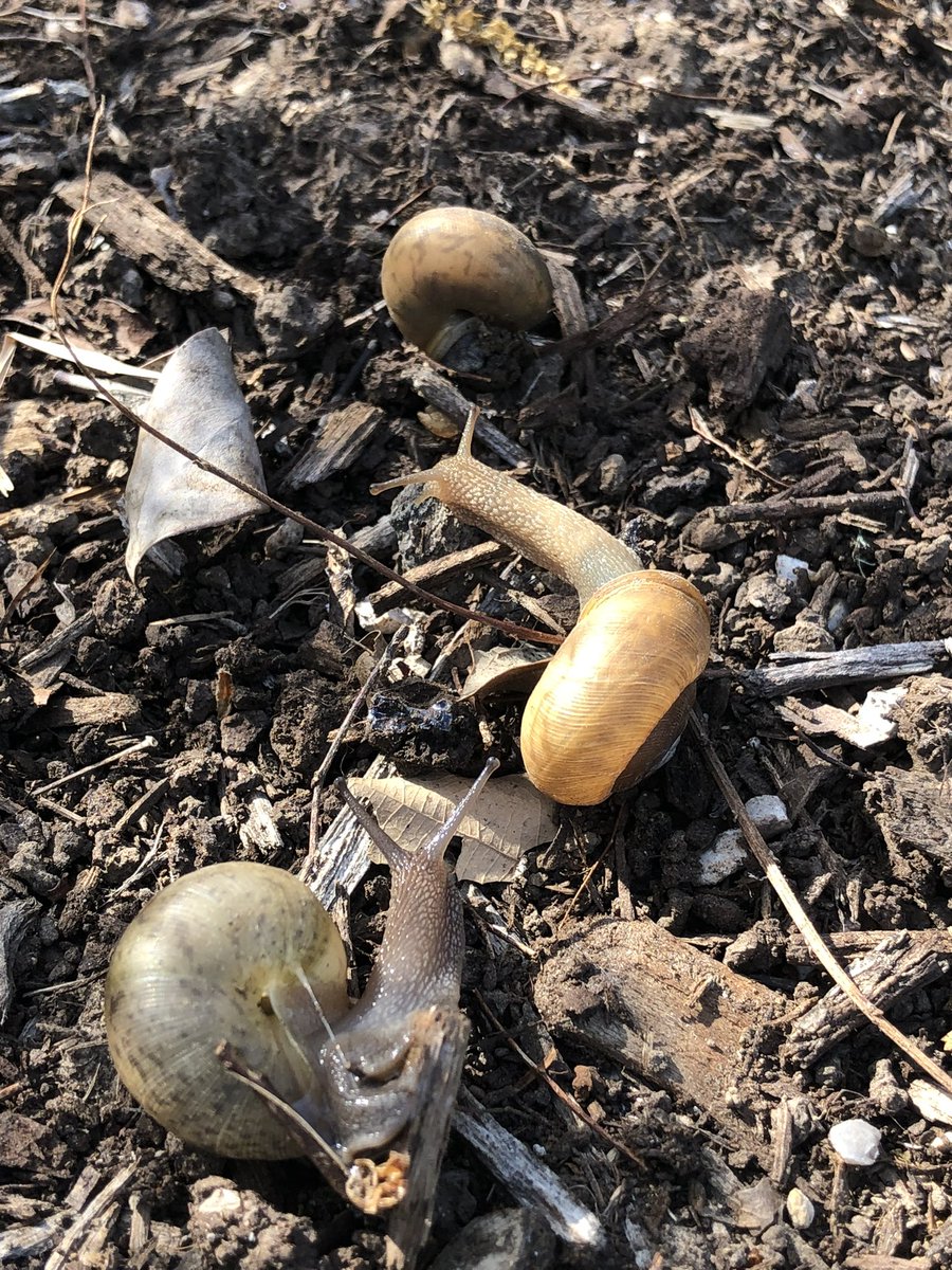 Beware! The snails on campus can be gadgety creatures always stuck in their shell phones too 😄🐌