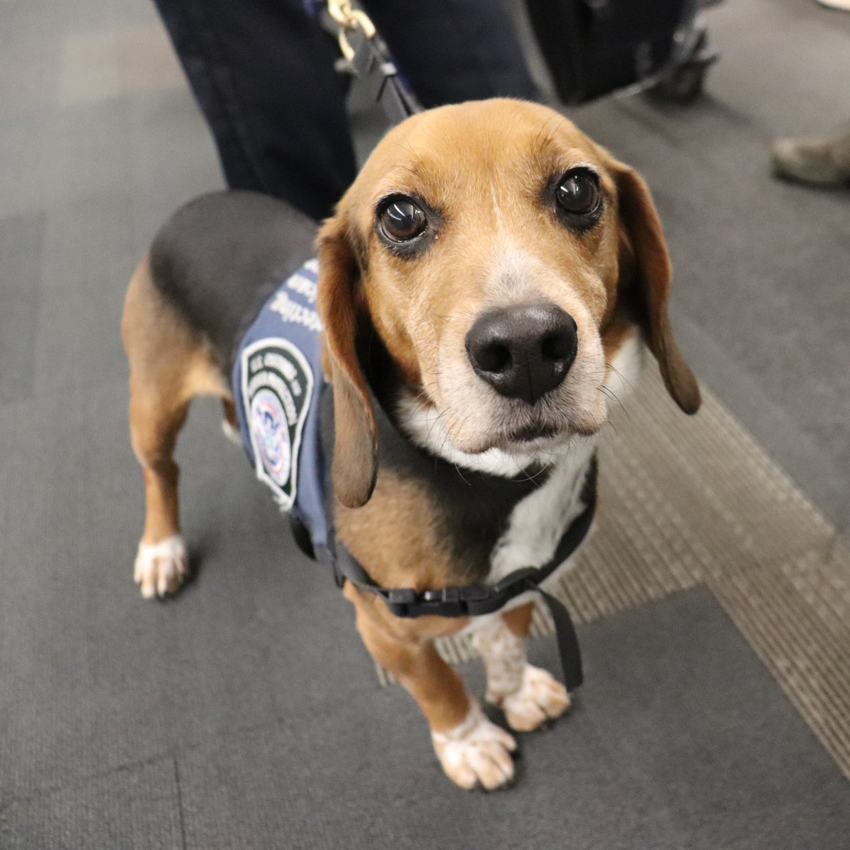OFOEAC's tweet photo. Please meet @CBP Port of San Francisco's favorite band: The Beagles! Liryc, Becka, Remmie and Kenda are just a few of our agency's rockstars, with a combined 17 years of service. 🐶🎸🥁🎤

#WeeklyWoofs
#WorkingDogWednesday https://t.co/wEkSb3why5