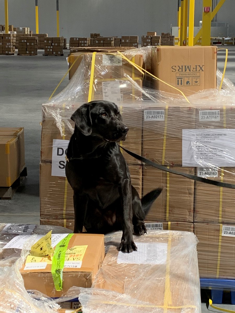 OFOEAC's tweet photo. Please meet @CBP Port of San Francisco's favorite band: The Beagles! Liryc, Becka, Remmie and Kenda are just a few of our agency's rockstars, with a combined 17 years of service. 🐶🎸🥁🎤

#WeeklyWoofs
#WorkingDogWednesday https://t.co/wEkSb3why5
