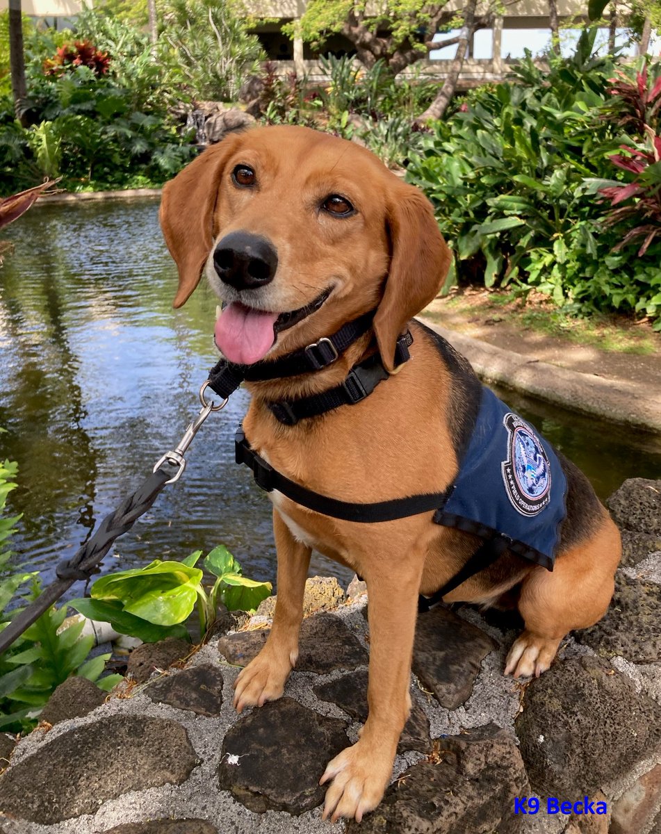 OFOEAC's tweet photo. Please meet @CBP Port of San Francisco's favorite band: The Beagles! Liryc, Becka, Remmie and Kenda are just a few of our agency's rockstars, with a combined 17 years of service. 🐶🎸🥁🎤

#WeeklyWoofs
#WorkingDogWednesday https://t.co/wEkSb3why5