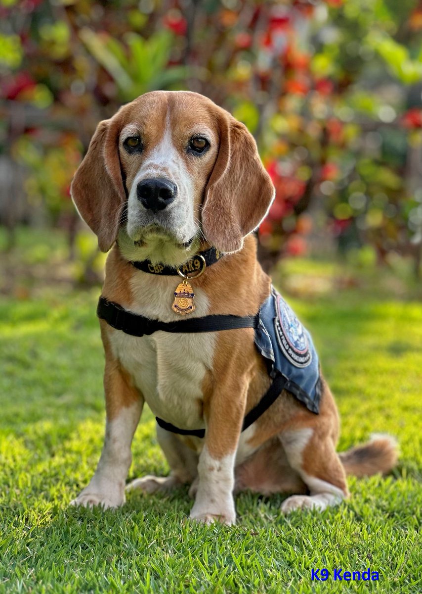 OFOEAC's tweet photo. Please meet @CBP Port of San Francisco's favorite band: The Beagles! Liryc, Becka, Remmie and Kenda are just a few of our agency's rockstars, with a combined 17 years of service. 🐶🎸🥁🎤

#WeeklyWoofs
#WorkingDogWednesday https://t.co/wEkSb3why5