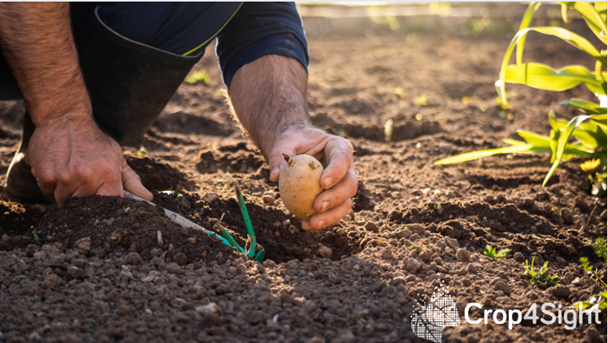crop4sight's tweet photo. Growers have been moving to shallower #potato planting depths – typically between 12.7-15cm – to increase speed of emergence. Have you moved to shallower planting depths? #UKGrowers #Crop4Sight https://t.co/ttyjuvVWGe