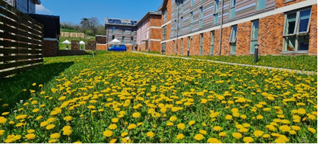 Dave Goulson tweet media