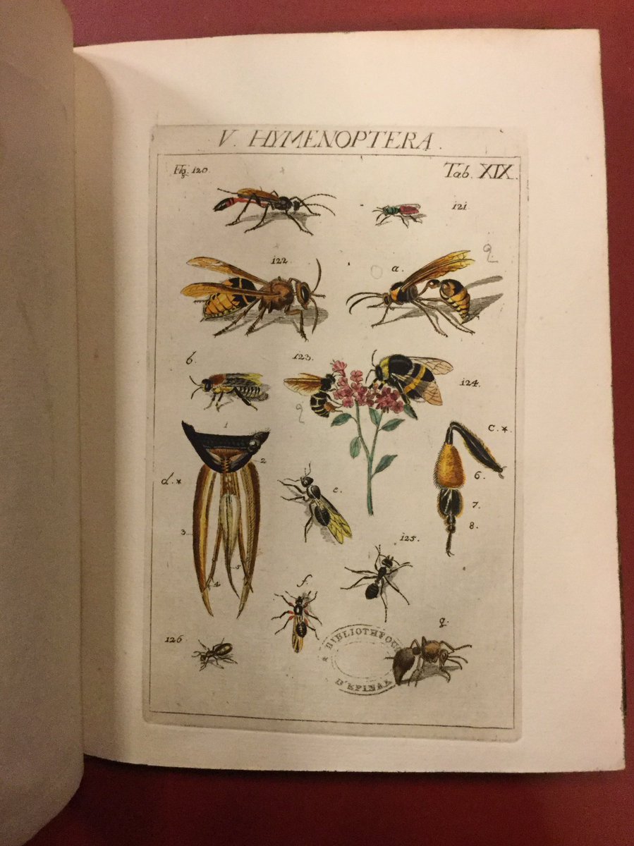 bmiepinal's tweet photo. Ça butine ! Le printemps s’installe en salle des boiseries avec ces planches colorées issues d’un traité sur Les caractéristiques des insectes (1761). https://t.co/H8cMUeNiMp