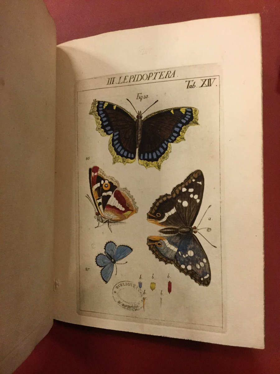 bmiepinal's tweet photo. Ça butine ! Le printemps s’installe en salle des boiseries avec ces planches colorées issues d’un traité sur Les caractéristiques des insectes (1761). https://t.co/H8cMUeNiMp