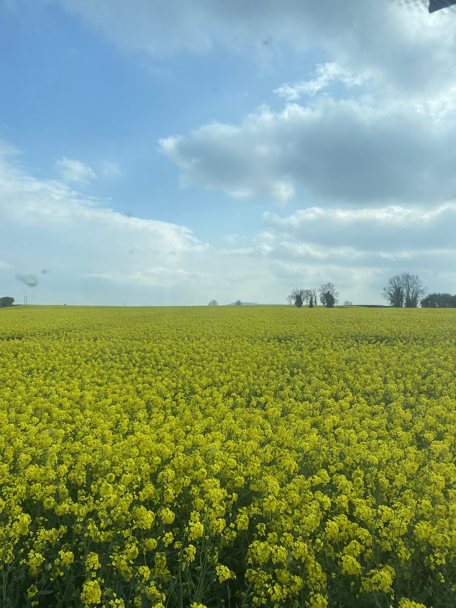 Rape starting in to full flower  @dekalb_osr <a href="/John_Dunne_/">John Dunne</a> <a href="/olliecarter35/">Oliver Carter</a> <a href="/mcdonald_sean92/">Sean McDonald</a>