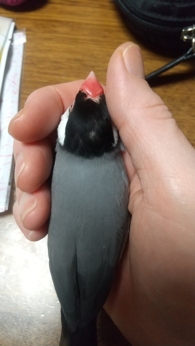 cokkadodo's tweet photo. 昨日迷子になった桜文鳥のきなこちゃん、見つかりました！
近隣の方が保護して警察署に連絡してくれました。
皆様本当にありがとうございます。辛い中、とても嬉しかったです。
#迷子鳥 #迷子を保護したら警察へ #文鳥迷子 #文鳥 #桜文鳥 https://t.co/zB3sm6pVkc