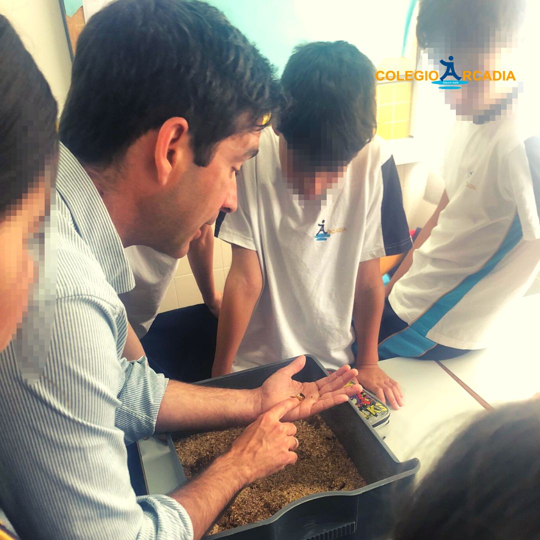 Insectalia tweet media