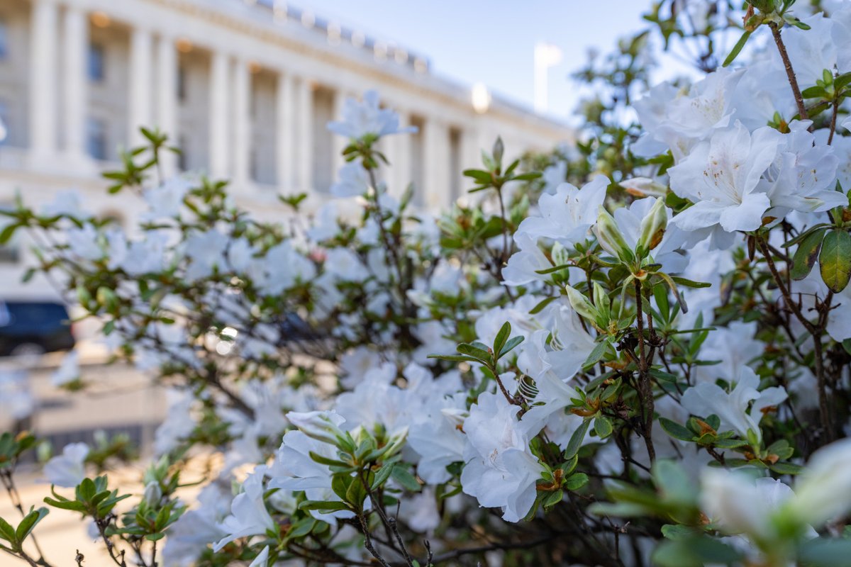 uscapitol tweet picture