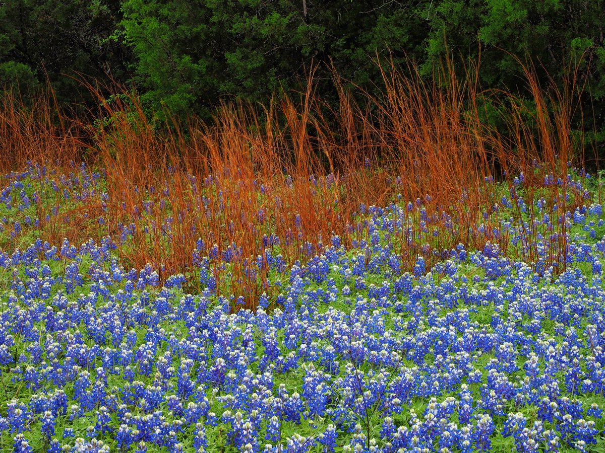 Bluebonnets in the #CentralTexas hills.
anthonywhitt.com
#Spring #Western #Austin