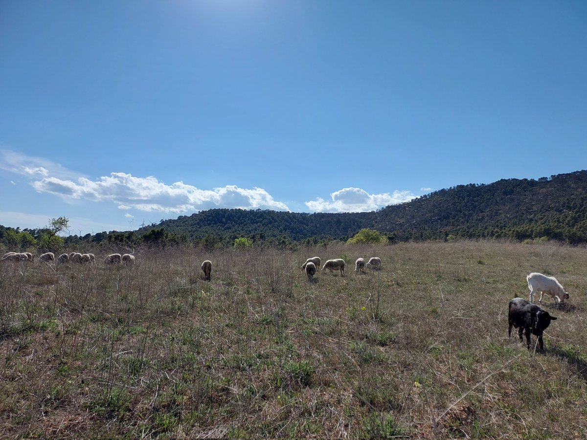 amartxv's tweet photo. Ja estem instal·lats al nou corral, som als peus de la zona que fa dos anys va cremar a l' #IFSenan.
Ja fa temps que ho veiem, el mosaic agroforestal frena els incendis, mengeu xai de pastura 🥳 https://t.co/hHbqs7MCS2