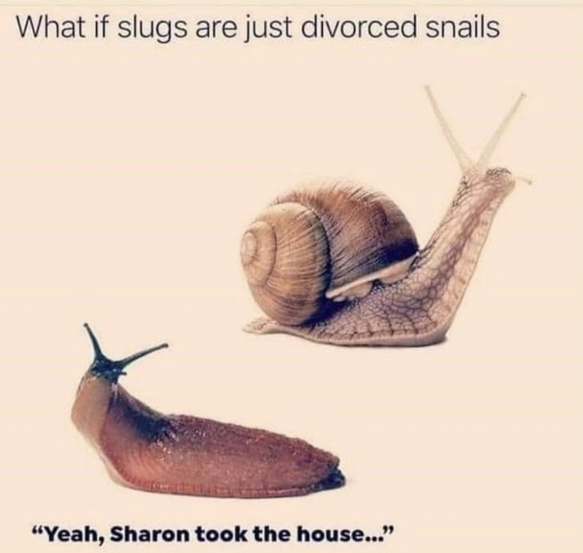 #slugs #slugsofinstagram #slugsandsnails #snail #snails #snailsofinstagram❤🐌 #divorce #divorcequotes #divorcememes