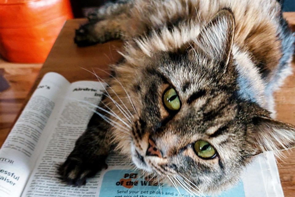 rockyviewweekly's tweet image. Do you want your pet featured in Pet of the Week? Send us a photo and share something about your pet with us in 100 words or less. 
Email to: sales@airdrie.greatwest.ca. For more details, visit: airdrietoday.com/pet-of-the-week

#SpecialFeature #AirdrieCityView #GreatWestMedia
