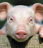 Ivan06438267's tweet photo. @danielesesta After all, you answer? Go back to the pigsty. https://t.co/35nxmdQtuN
