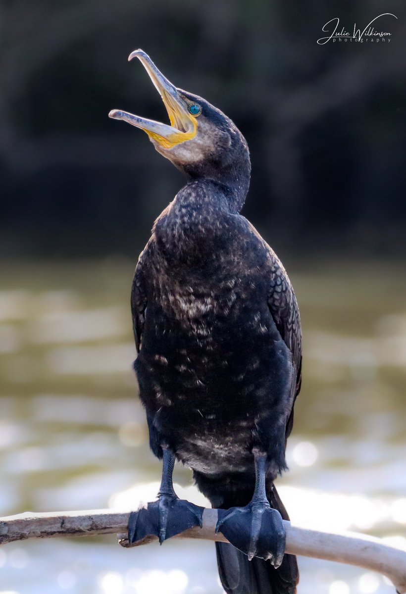 Cormorant basking in the sunshine on the River Aire today...

#BirdsSeenIn2023 #BirdsOfTwitter #birdwatching #ukbirds #birdphotography