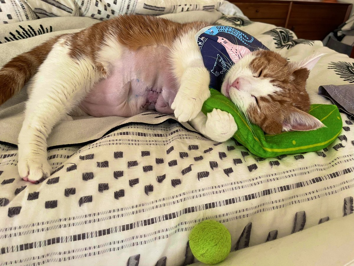 SqueakyMissD's tweet photo. 🎶Today was a good day 🎶
(Meant to post this yesterday🤗
-Dh)
#WednesdayFeeling🐾
#Gingerlicious🧡
#CancerWarrior🤺
#FuckCancer🖕🏼
#CatsOfTwitter🐈 https://t.co/LpCphtXzMD