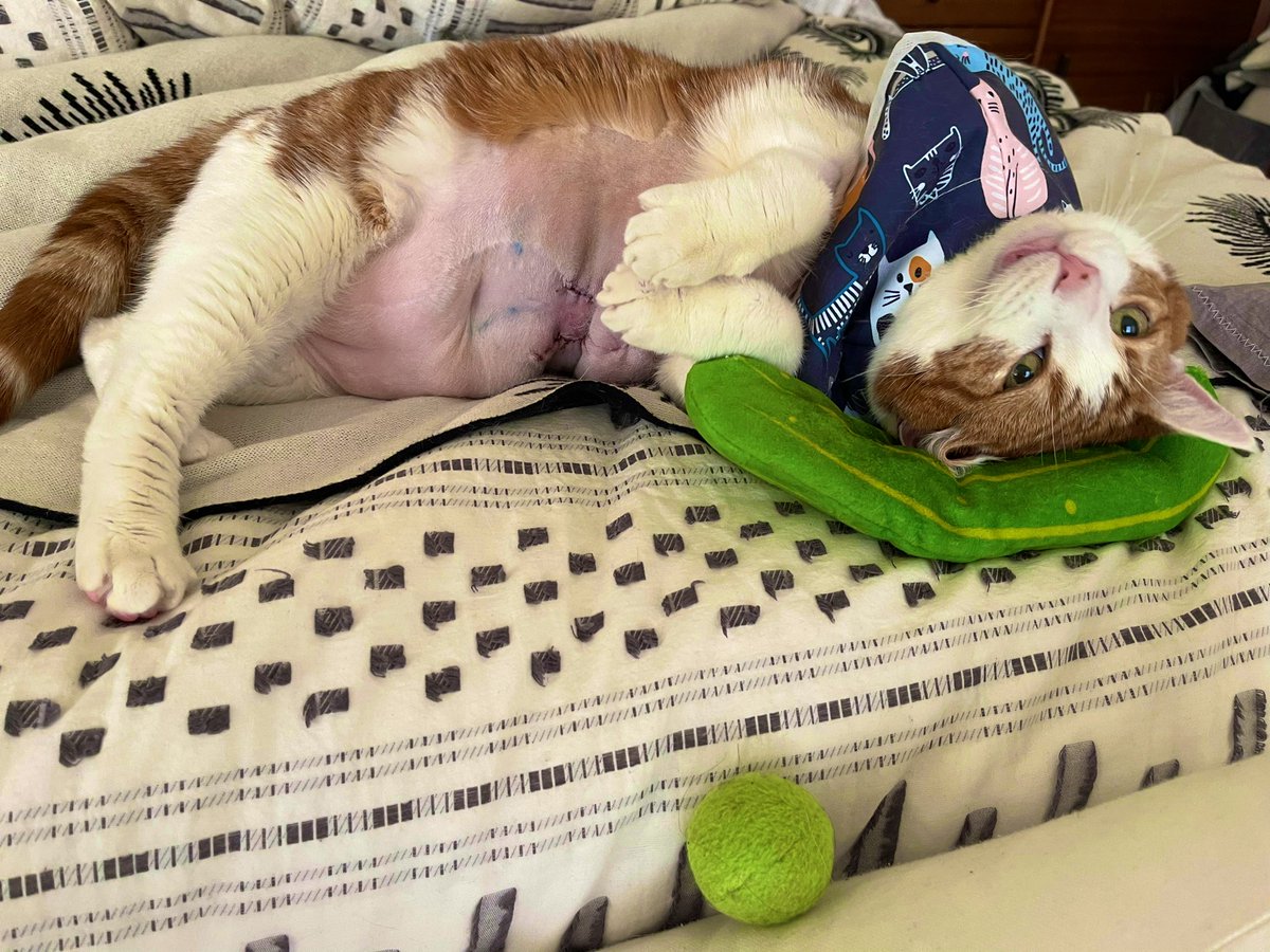 SqueakyMissD's tweet photo. 🎶Today was a good day 🎶
(Meant to post this yesterday🤗
-Dh)
#WednesdayFeeling🐾
#Gingerlicious🧡
#CancerWarrior🤺
#FuckCancer🖕🏼
#CatsOfTwitter🐈 https://t.co/LpCphtXzMD