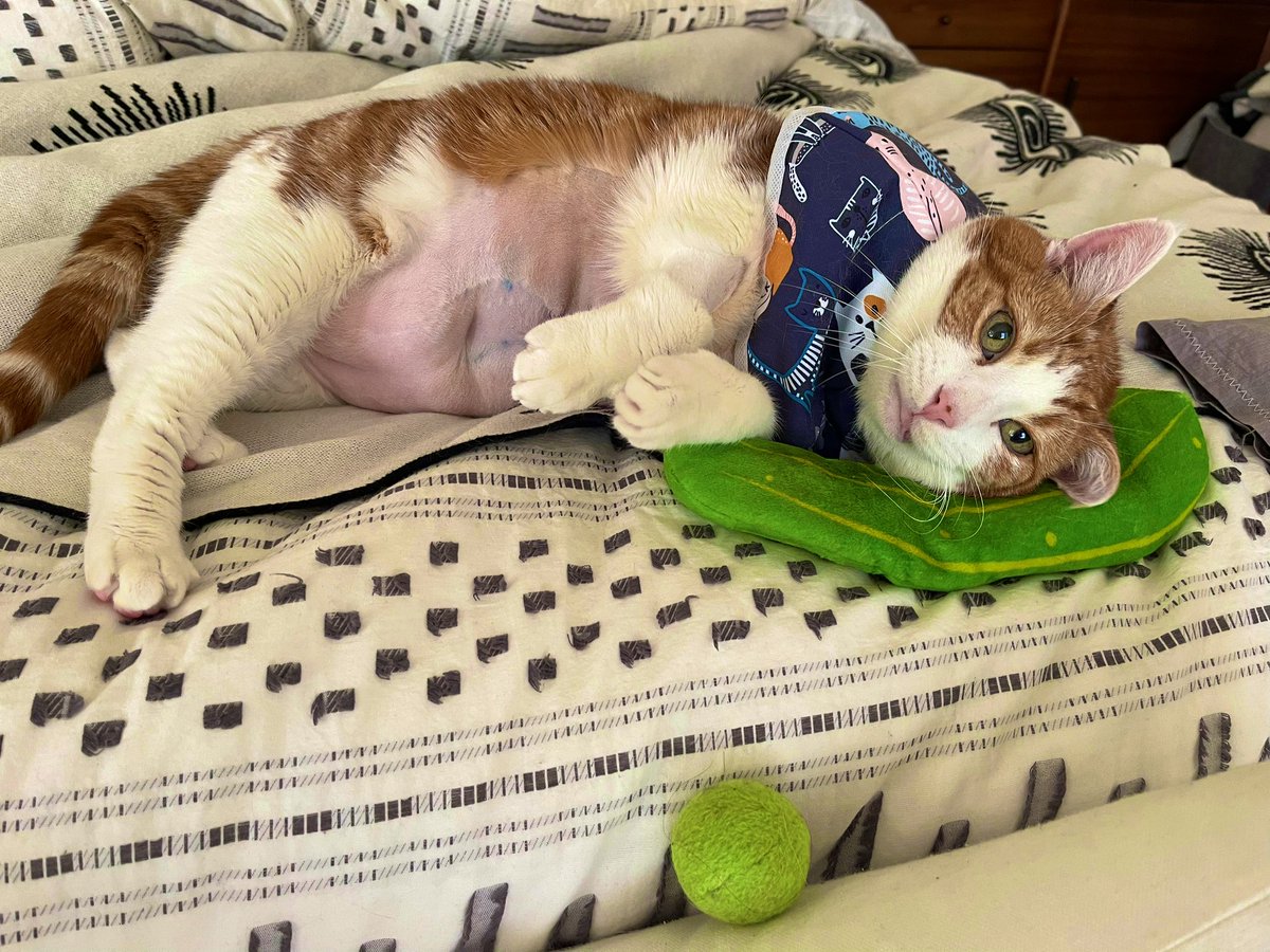 SqueakyMissD's tweet photo. 🎶Today was a good day 🎶
(Meant to post this yesterday🤗
-Dh)
#WednesdayFeeling🐾
#Gingerlicious🧡
#CancerWarrior🤺
#FuckCancer🖕🏼
#CatsOfTwitter🐈 https://t.co/LpCphtXzMD