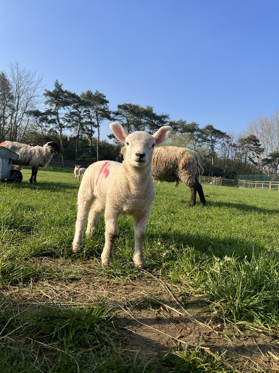 bingbong2005's tweet photo. The lambs are loving the sun! They would love to see you this Saturday (10-3) at our spring fair! @TheNorthSchFarm 💙 https://t.co/gRiC3hJgq2