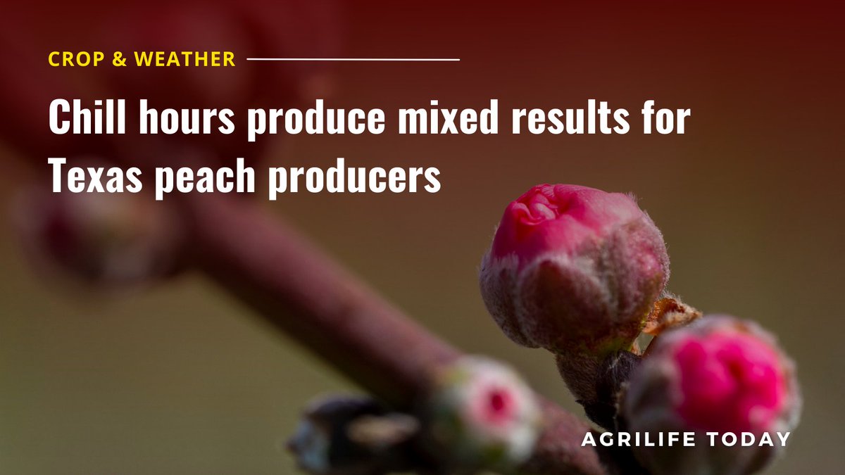 txextension's tweet photo. Winter and early spring weather related to chill hours has led to mixed results for Texas peach producers, according to Texas A&M AgriLife Extension Service experts.
Read more at https://t.co/CqUlSSEPUo 🍑
#TexasReport #CropAndWeather #Peach #Producers https://t.co/RhkIO5dtb3