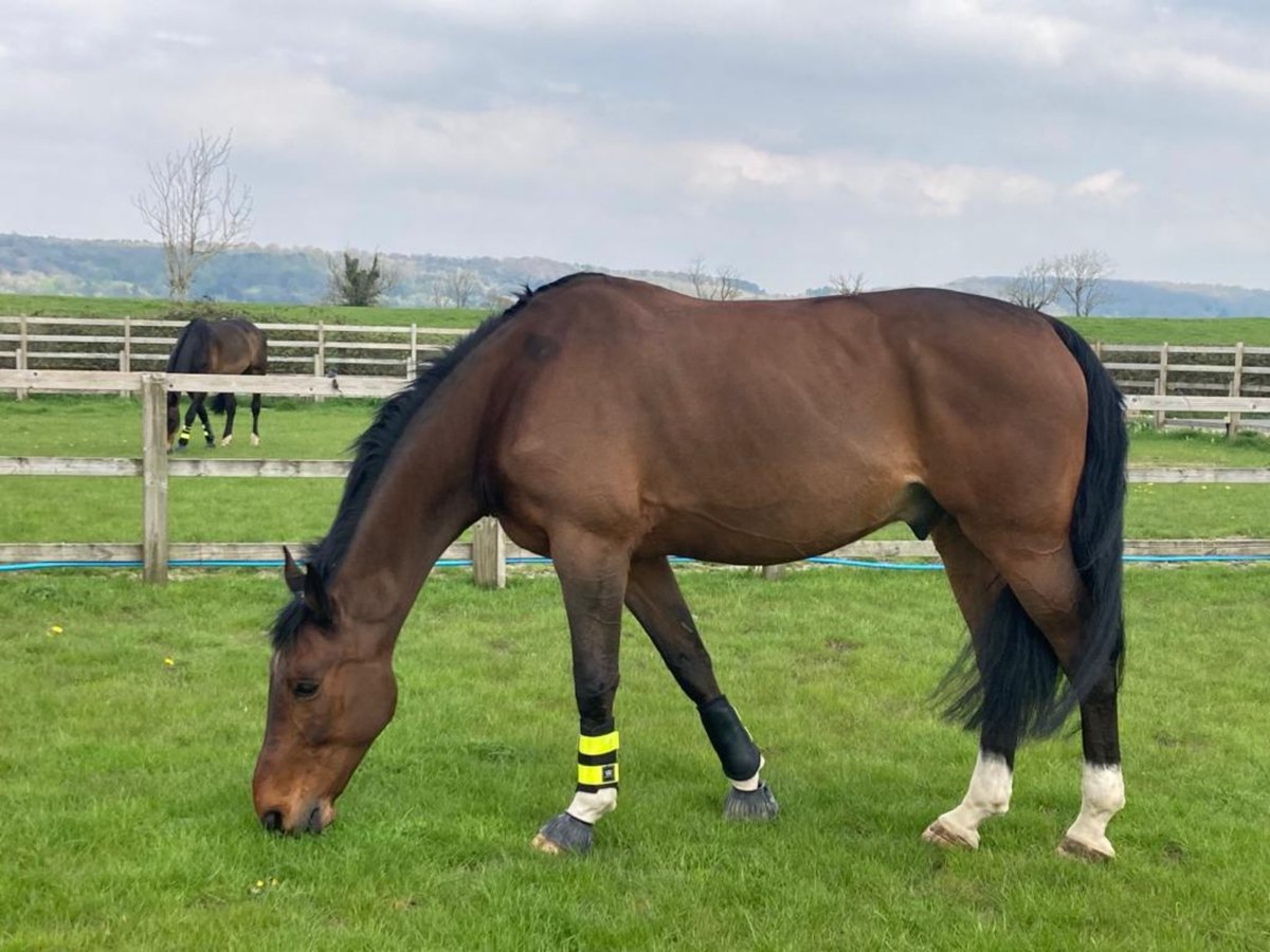 ASPoliceHorses's tweet photo. Somerset has also been enjoying some time out in this lovely weather ๐๐ด #happyhorses #workrestplay https://t.co/WmKyvyUYSm