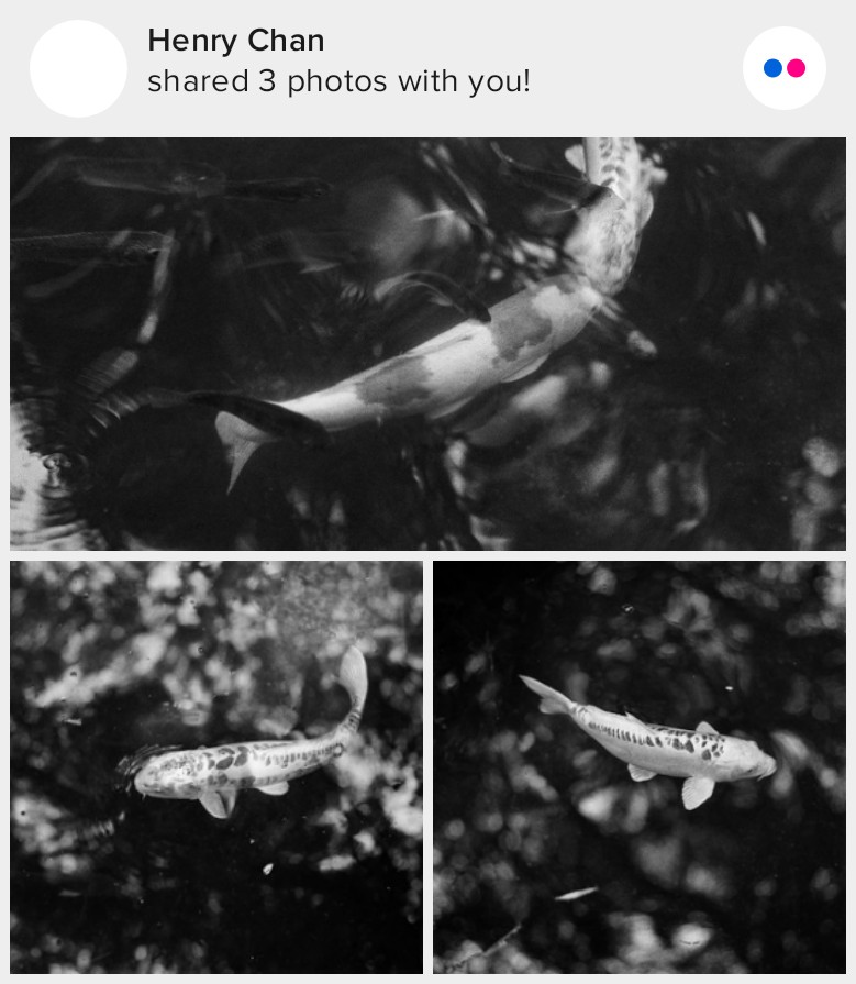 AnalogueManiac's tweet photo. #Koi #KodakTmax400 #Filmphotography #SelfDevelop #bnwphotography
Henry Chan shared 3 photos with you from the Flickr app. Check it out:
https://t.co/Y0zX9uMBoB https://t.co/LEnPKZ0yKS