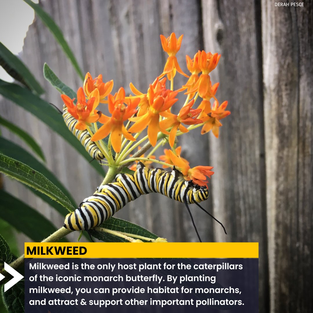 Garden4Wildlife's tweet photo. All native plant species are important, but some natives—called #KeystonePlants—support more wildlife than others. You can make a difference by planting the keystone native perennials that nurture the greatest number of bees, caterpillars and a multitude of other wildlife. https://t.co/pV3zheAWiG