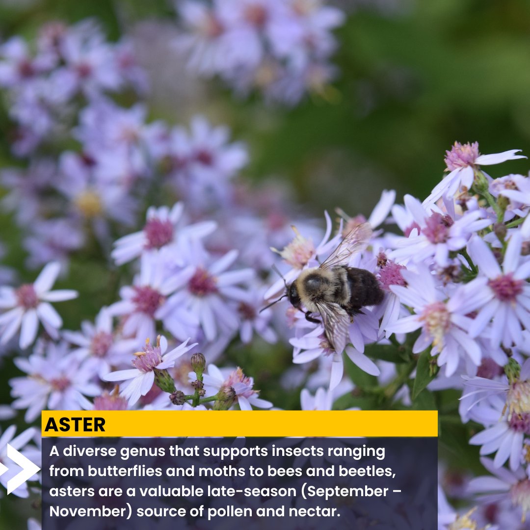 Garden4Wildlife's tweet photo. All native plant species are important, but some natives—called #KeystonePlants—support more wildlife than others. You can make a difference by planting the keystone native perennials that nurture the greatest number of bees, caterpillars and a multitude of other wildlife. https://t.co/pV3zheAWiG