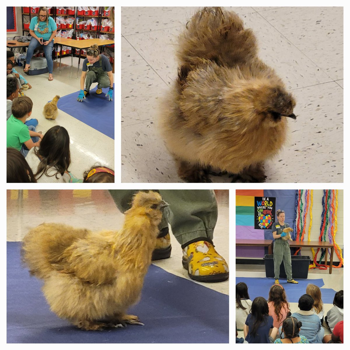 MsPowellEdCoach's tweet photo. Our @NESBraves 2nd grade scholars are experiencing the real life cycle of a chicken &amp; Cinnabon the Silkie is an excellent teacher! #engagecobb @cobbscience https://t.co/fNFHNp1Zyy