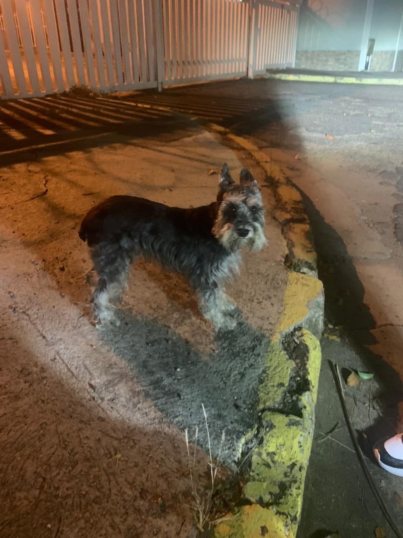 PerroUsuario's tweet photo. #EXTRAVIADO Carabobo RT @maritesotelo:  Buenas noches me acabo de conseguir este perrito en #ElTrigal por detrás de patio lo dejé en la estación de la #Policia de Trigal Norte. Ayúdenme a difundir 🙏🙏
Pasado por chat de Whatsapp sin ☎️.
. https://t.co/dAivTN0K1E