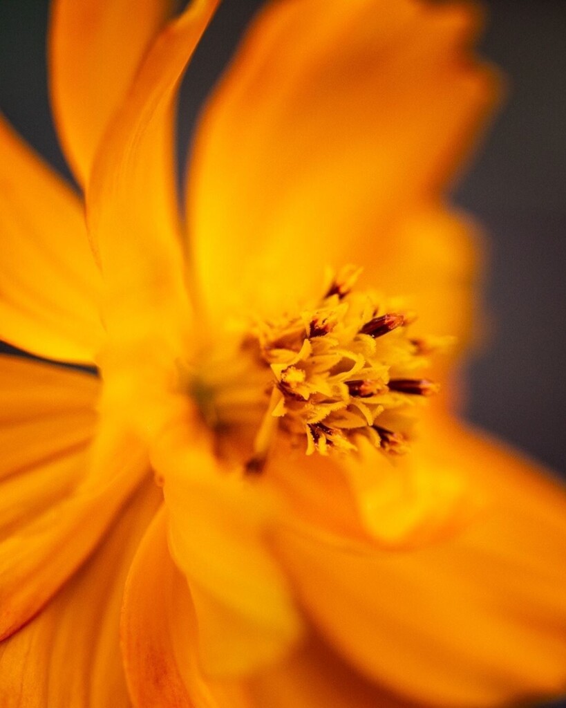 Sunlight touches every fold of this double-petal cosmos flower and glows from center to edge, even in the shadows. The light boldly rebroadcasts so deeply, as if it was sourced from within. 

#wallart #artprints #flowerphotography #cosmosflower #kimclune… instagr.am/p/CrOPn3tOtLY/
