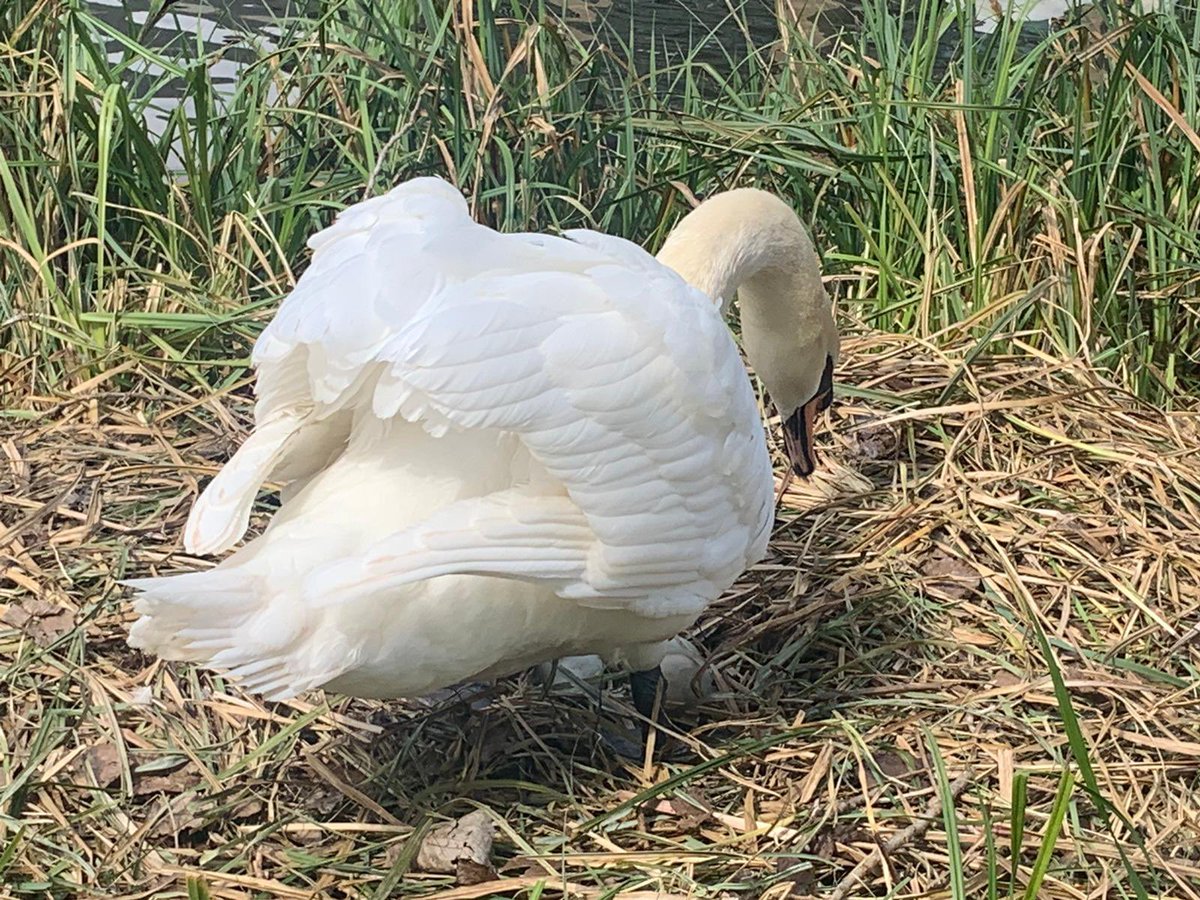 paperchaincomp's tweet photo. @ChelmsCouncil @bondstcm1 last year Bond St management put a fence round to protect the Swans and their nest. They are setting up on the opposite side of the river, can @bondstcm1 or @ChelmsCouncil #parks team do it again? Public and children are getting very close upsetting them https://t.co/ZRpBNmc6uu