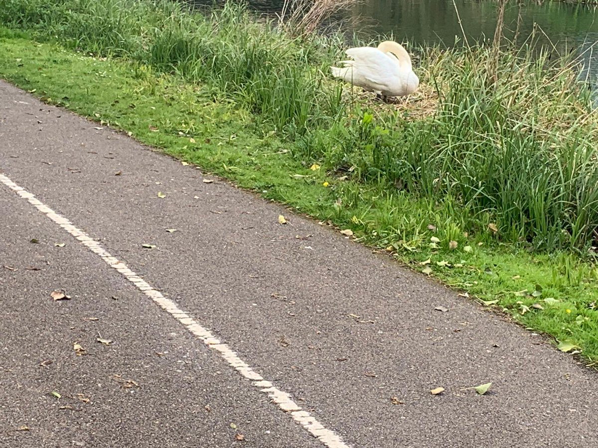 paperchaincomp's tweet photo. @ChelmsCouncil @bondstcm1 last year Bond St management put a fence round to protect the Swans and their nest. They are setting up on the opposite side of the river, can @bondstcm1 or @ChelmsCouncil #parks team do it again? Public and children are getting very close upsetting them https://t.co/ZRpBNmc6uu