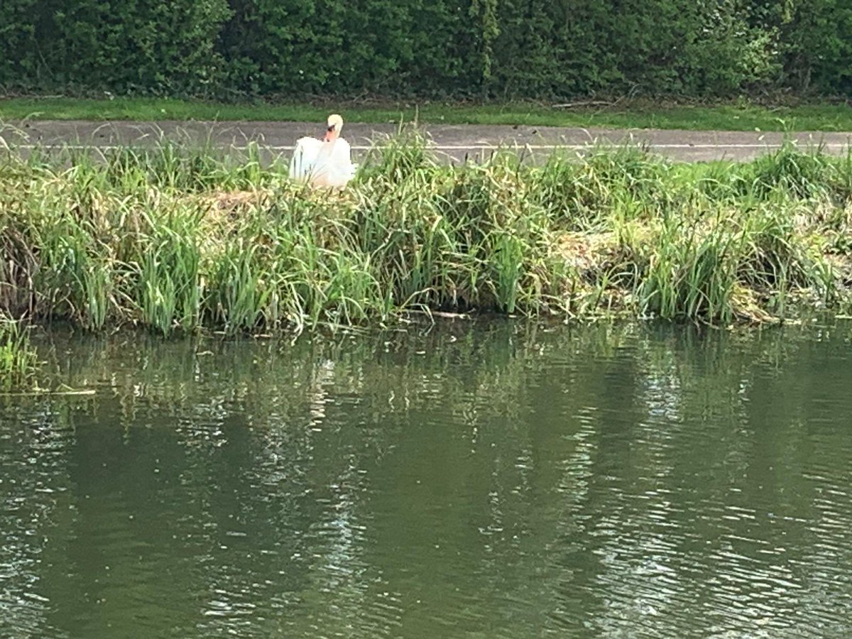 paperchaincomp's tweet photo. @ChelmsCouncil @bondstcm1 last year Bond St management put a fence round to protect the Swans and their nest. They are setting up on the opposite side of the river, can @bondstcm1 or @ChelmsCouncil #parks team do it again? Public and children are getting very close upsetting them https://t.co/ZRpBNmc6uu