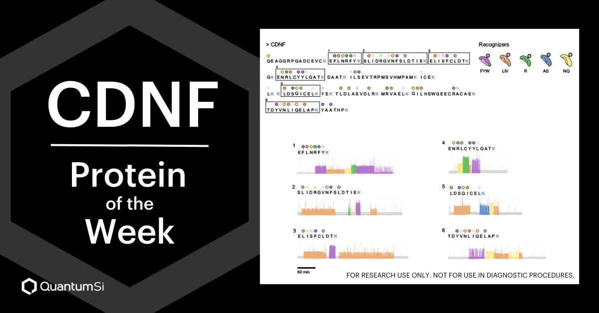 Quantum_Si's tweet photo. The Protein of the Week this week is CDNF. Cerebral dopamine neurotrophic factor (CDNF) plays a role in neuronal function.

Download our app note to learn more: https://t.co/7nDdKlqjpU

$QSI #ProteinSequencing #Proteomics #Technology #Biotech https://t.co/HGrrUYtJJU