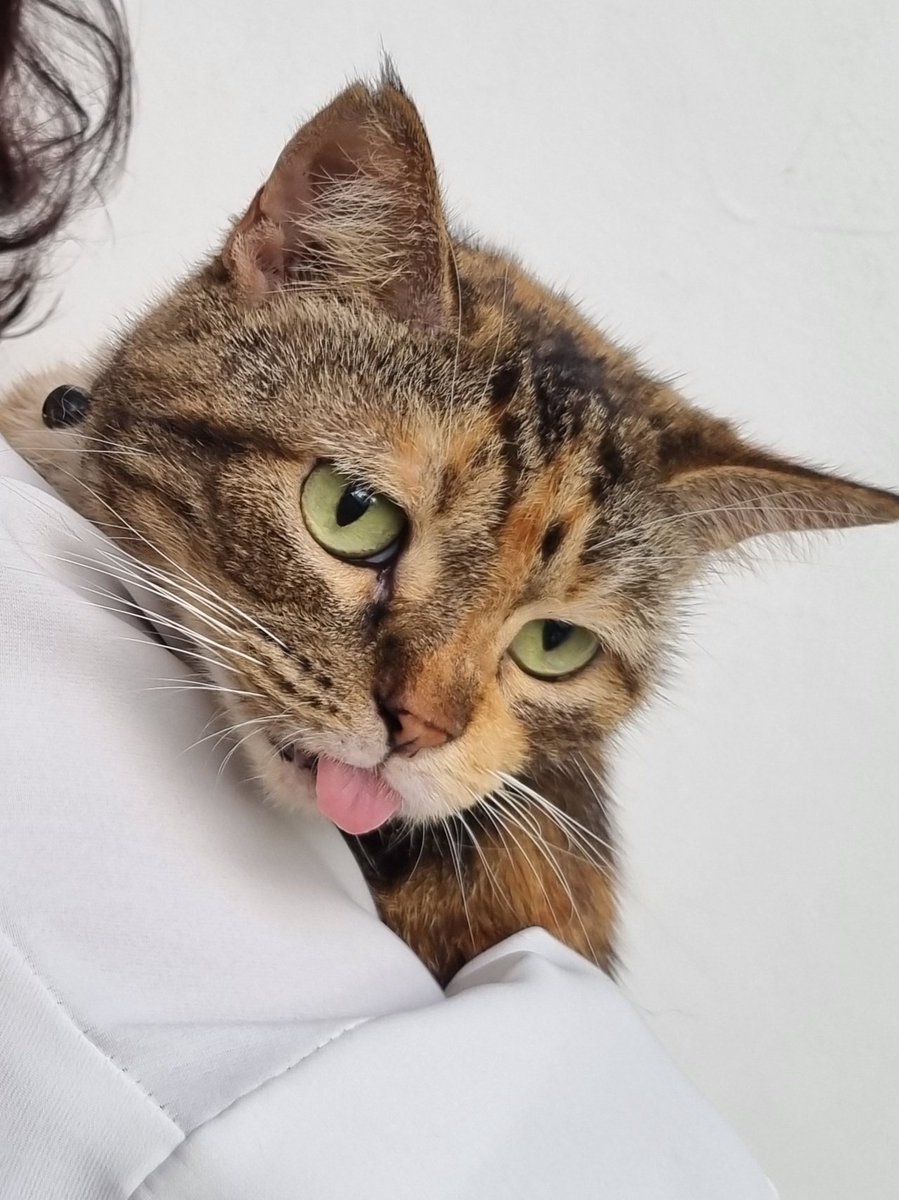 ryeongkkuru's tweet photo. My mlem queen https://t.co/IjfVVTv9cT