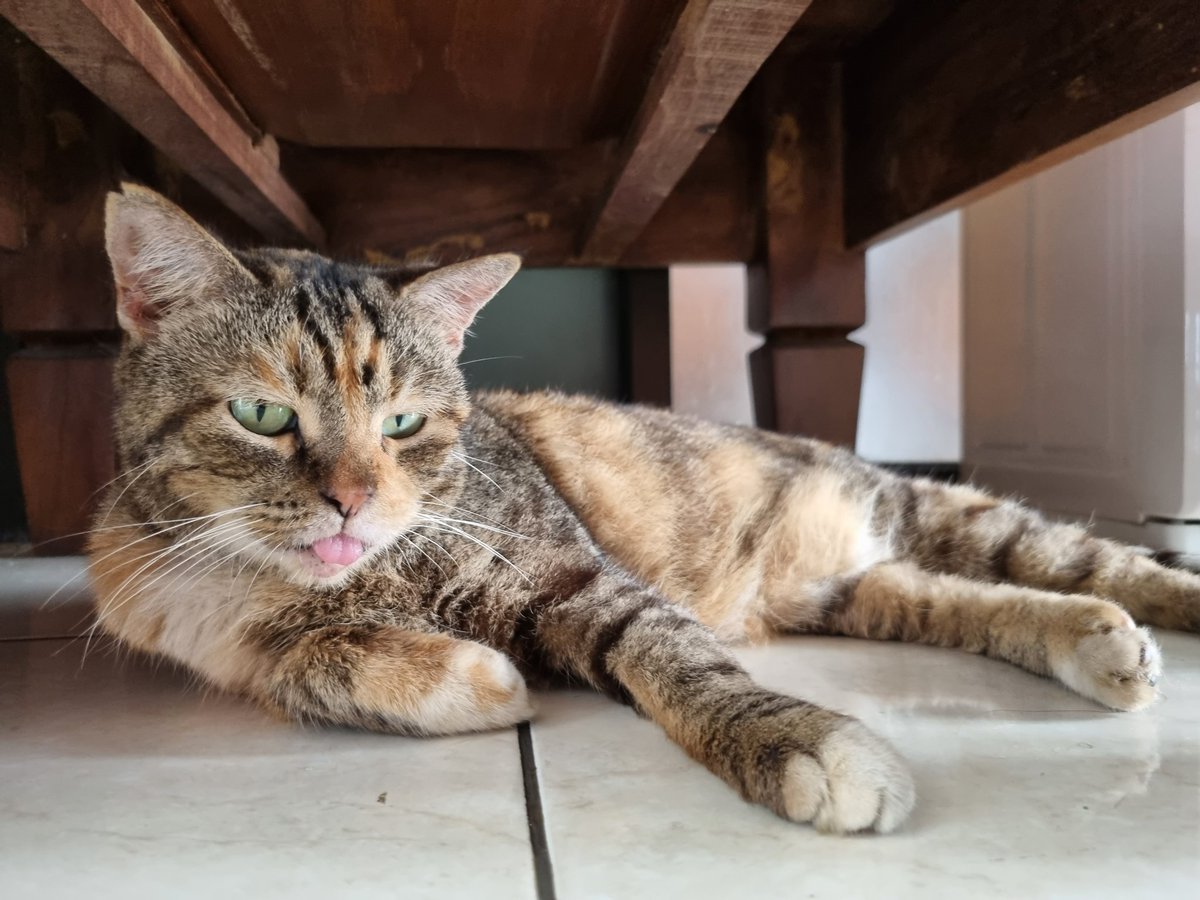 ryeongkkuru's tweet photo. My mlem queen https://t.co/IjfVVTv9cT