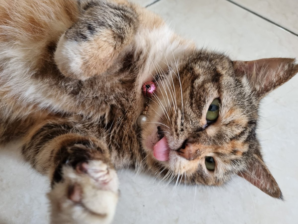 ryeongkkuru's tweet photo. My mlem queen https://t.co/IjfVVTv9cT